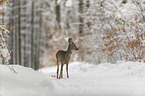 standing roe deer