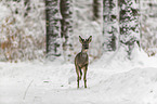 Roe Deer runs through the snow