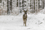 Roe Deer in the snow