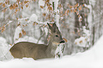 Roe Deer stands in the snow