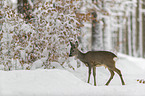 standing roe deer