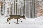 Roe Deer walks through the snow