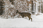 Roe Deer walks through the snow