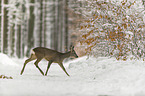 Roe Deer runs through the snow