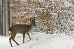 standing roe deer