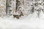 Roe Deer in the snow