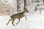 Roe Deer runs through the snow