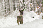 standing roe deer
