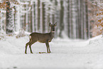 standing roe deer