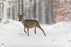 Roe Deer runs through the snow