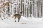 standing roe deer