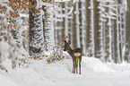 standing roe deer