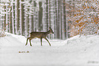 Roe Deer walks through the snow