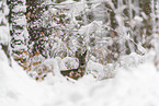 Roe Deer in the snow