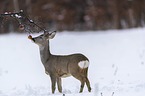 standing roe deer