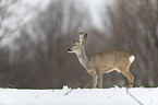 standing roe deer