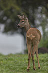 standing Deer