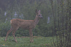 standing Deer
