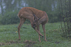 standing Deer