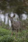 standing Deer