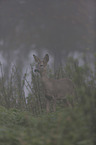 standing Deer