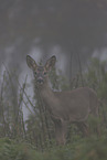 standing Deer