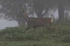 running roebuck