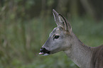 Deer portait