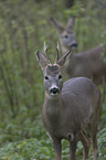 roebuck portrait