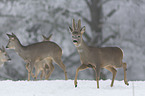 roebuck at the Snow