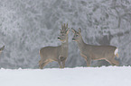 roebuck at the Snow