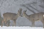 roebuck at the Snow