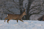 Roebuck in the snow