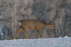 walking Deer