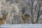 Roebuck in the snow
