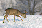 walking Deer