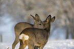 standing Deer