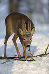 Roebuck in the snow