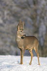 Roebuck in the snow