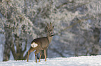Roebuck in the snow