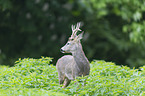 roebuck portrait