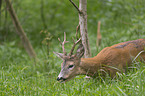 roebuck in the forest