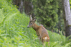 roebuck in the forest