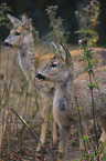 standing roebucks