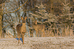 standing Deer