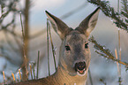 Deer portrait