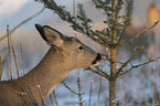 Deer portait