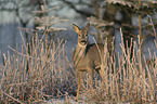 standing Deer