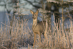 standing Deer