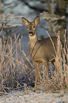 standing Deer